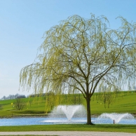 Bella Vista Golfpark - Teich Frühling Baum